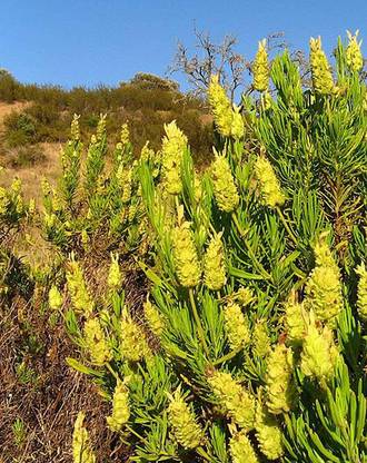 Biosnyg Yellow Lavender | Lavandula Viridis | Hard to Find 100 Seeds Seed