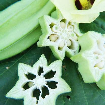 Biosnyg Star of David Okra Seeds-100gm x Seeds 100gm Seeds Seed