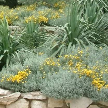 VibeX Lavender Seed
