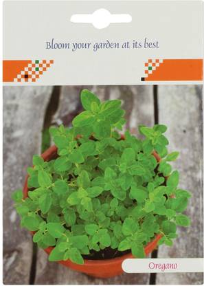 VibeX Oregano Seed