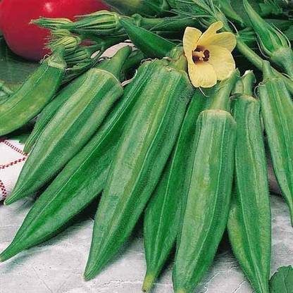WILLVINE Russian Okra Juno, Okra Seeds from Russia Seed