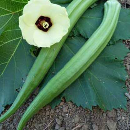 Biosnyg Long Pod Okra Seeds-100gm x Seeds 100gm Seeds Seed