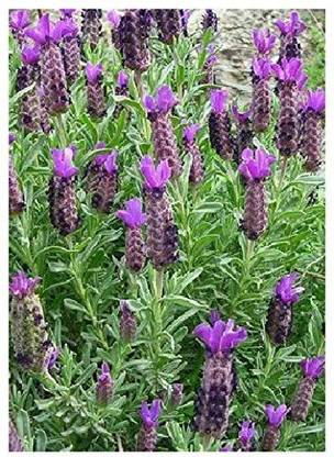 VibeX Lavender Seed