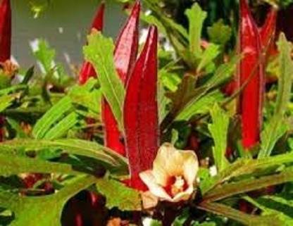 VibeX Red Okra Seed