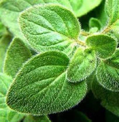 VibeX Oregano Seed