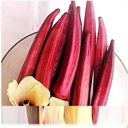 VibeX Red Okra, Ladies Finger, Bhindi Seed