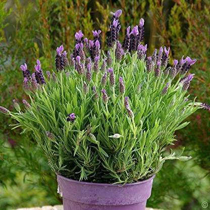 VibeX Lavender Seed
