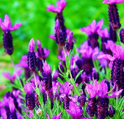 VibeX Lavender Seed