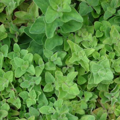 VibeX Oregano Seed