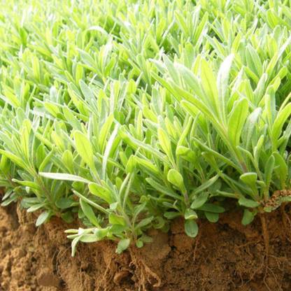 WILLVINE Lavender Seed