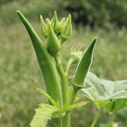VibeX OKRA, Ladies Finger, Bhindi Seed