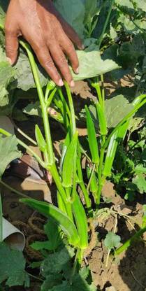 VibeX OKRA, Ladies Finger, Bhindi Seed