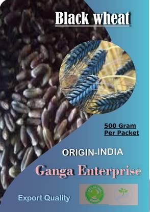 ganga enterprise Black Wheat Seed