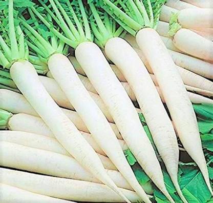 GROUNDOXY HYBRID R37 WHITE RADISH (MULI) SEED GOOD QUALITY HYBRID SEED FOR YOUR HOME GARDENING 100% FERTILIZATION LONG RADISH 150 ABOVE PACK OF SEED F1 HYBRID PRODUCER CHOICE SEED FOR YOUR HOME Seed
