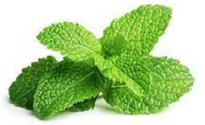 Sjeme Mint Pudina Herb Seed Seed