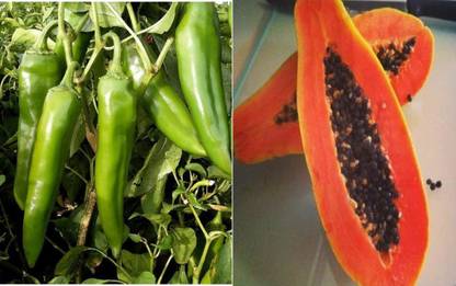 YOUNG STAR MIRCHIIII ,PAPITA Seed