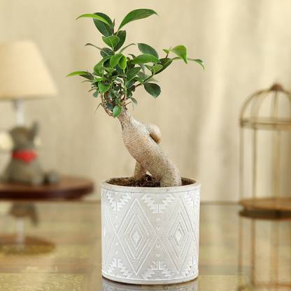 Ferns N Petals Ficus Bonsai Plant