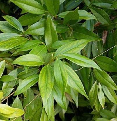 Click to purchase Cinnamon Plant