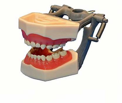 NMD NEXUS MEDODENT Pedo Typodont Model Surgical Plier