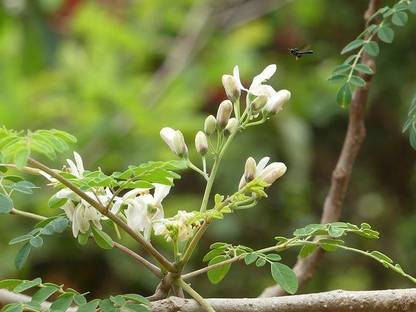 Sjeme Moringa Baramasi Seed Seed