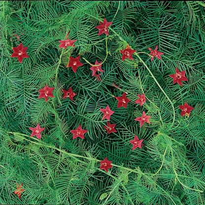 flowers Cypress Vine seeds, Star Glory seeds, Ipomoea quamoclit seeds Seed
