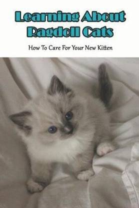 Learning About Ragdoll Cats_ How To Care For Your New Kitten