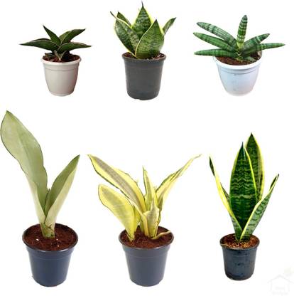 Root Bridges Snake Plant