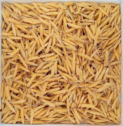 Green World BASMATI 1637 PADDY / RICE SEEDS VARIETY 8 KGS PACK Seed