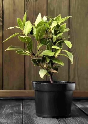 Click to purchase Bay Leaf Plant