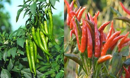 YOUNG STAR up direction chilli (mirchi), down direction chilli(mirchi) Seed