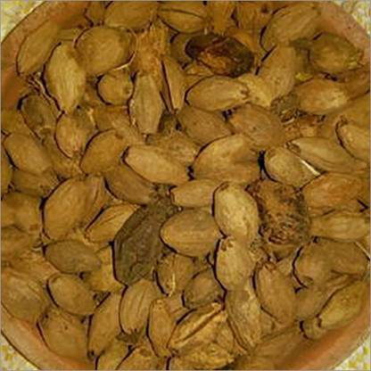 LYRS Malai Vembu Melia Dubia Seed Seed