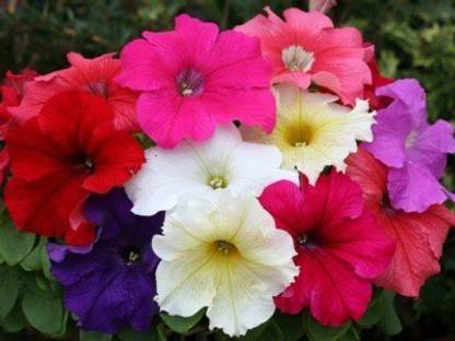 Naturo Petunia Seeds Seed