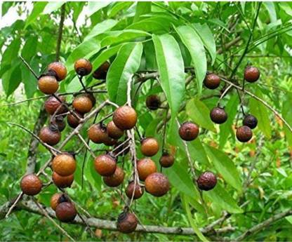 Click to purchase Rudraksha Plant