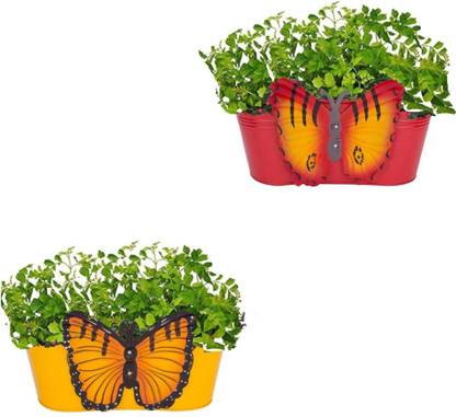 Neumark Impex Plant Container Set