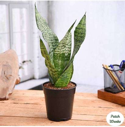 Patch Works Snake Plant