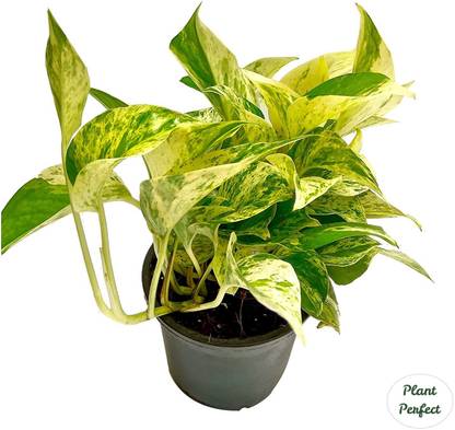Plant Perfect Money Plant