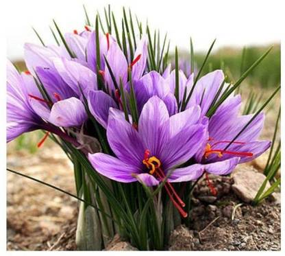 JasBerk Saffron (Kaser) Seed