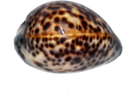 Thenkumari High Quality Ocean Vishnu Kaudi Sacred Shankh Tiger Conch Sacred Shankh