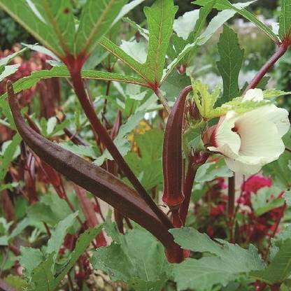 Paudha Okra Bhendi Red Seed