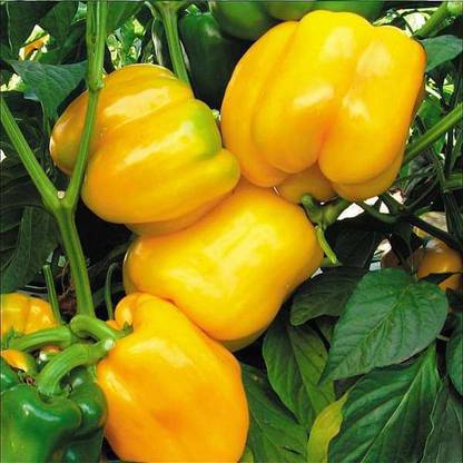 XOLDA Capsicum Seed