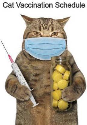 Cat Vaccination Schedule