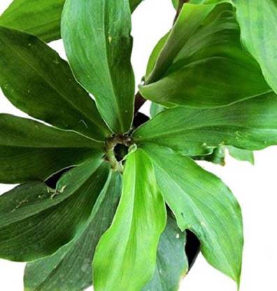 प्लैनेट्री इंसुलिन का पौधा पौधा