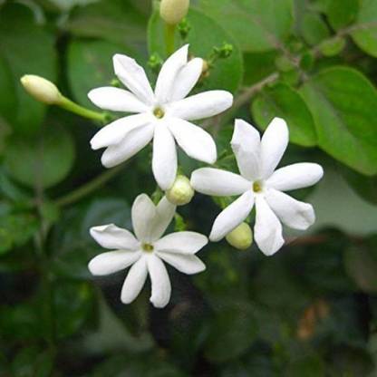 Starlink Jasmine Plant