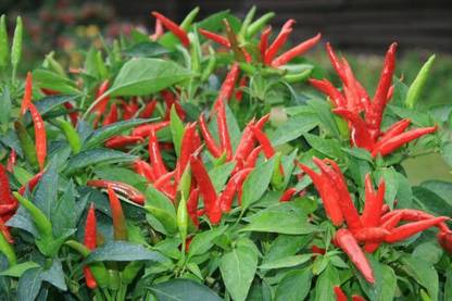 EdensField Mirch/Chilli Plant