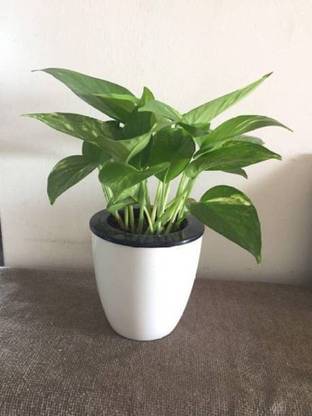 Starlink Money Plant