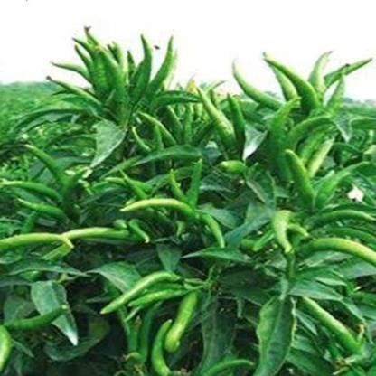 Selpline Mirch/Chilli Plant