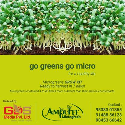 Surango Sardarshahr Radish Seed Seed