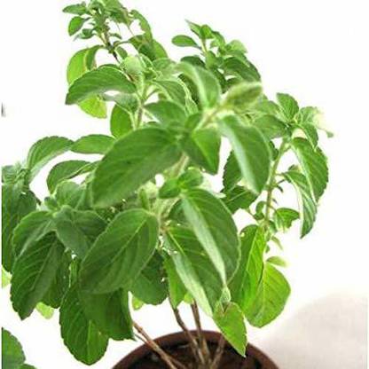 VibeX Van Tulsi Seed