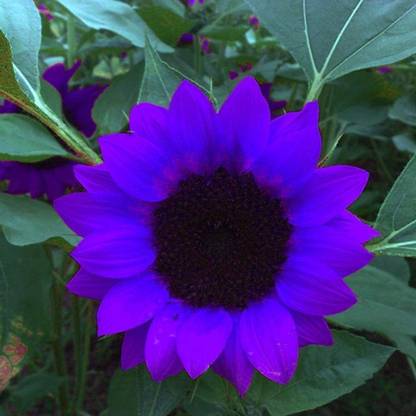 ENINE Sunflower Seed