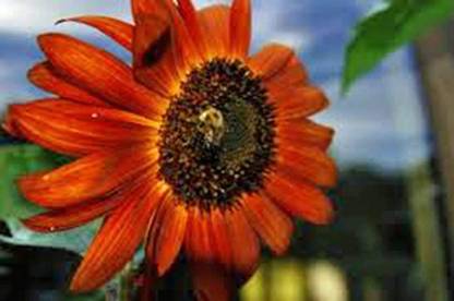 VibeX Sunflower Seed